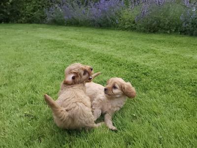 Gorgeous Cavapoo puppies in Carlow 🐶