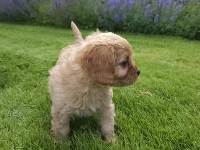 Gorgeous Cavapoo puppies in Carlow 🐶
