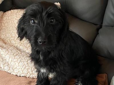 Cocker Spaniel