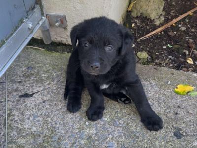 Labrador X Golden Mountain puppies for sale (one left)