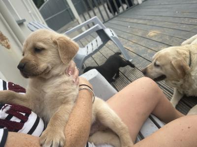 Labrador X Golden Mountain puppies for sale (one left)