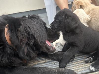 Labrador X Golden Mountain puppies for sale (one left)