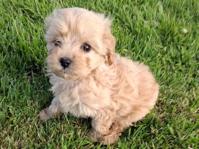 Champion bloodline first generation Cavapoo puppies in Cork