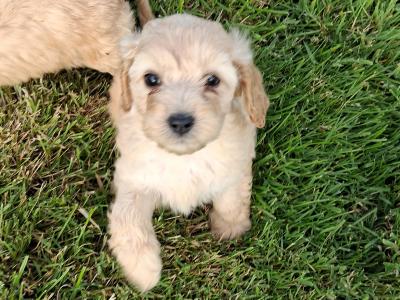 Champion bloodline first generation Cavapoo puppies in Cork