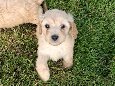 Champion bloodline first generation Cavapoo puppies in Cork