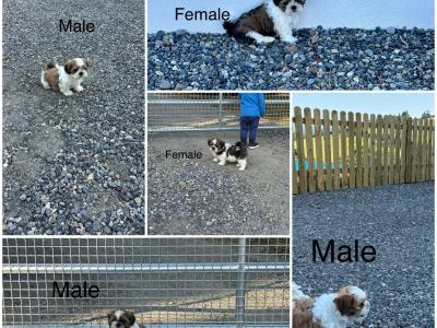 Beautiful Shih-Tzu puppies