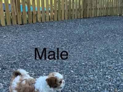 Beautiful Shih-Tzu puppies