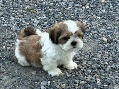 Beautiful Shih-Tzu puppies