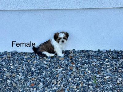 Beautiful Shih-Tzu puppies