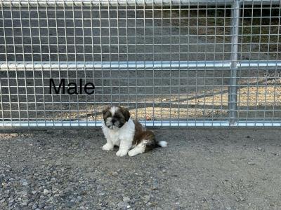Beautiful Shih-Tzu puppies