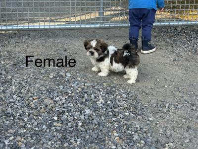 Beautiful Shih-Tzu puppies