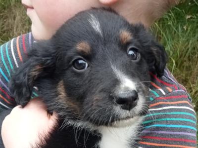 Border Collie X puppies in Monaghan