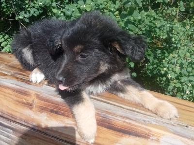 Border Collie X puppies in Monaghan