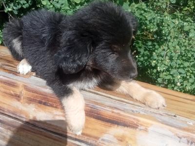 Border Collie X puppies in Monaghan