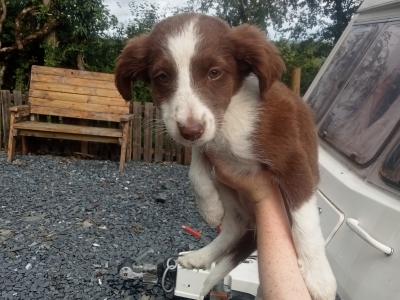 Border Collie X puppies in Monaghan