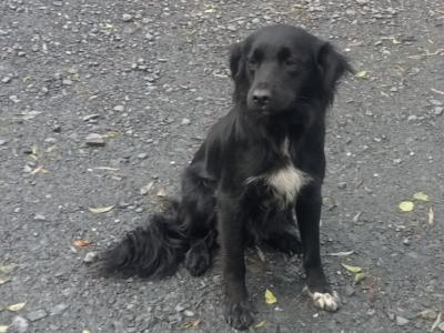 Border Collie X puppies in Monaghan