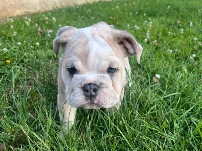 English bulldog