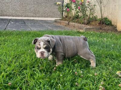 English bulldog
