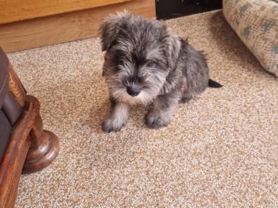 Miniature Schnauzer puppies in Wexford