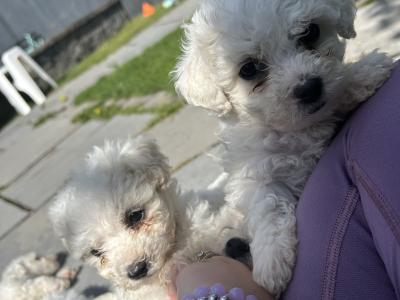 Maltichon puppies