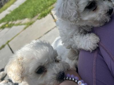 Maltichon puppies