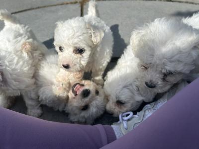 Maltichon puppies