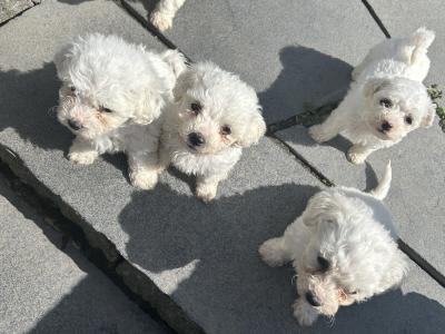 Maltichon puppies