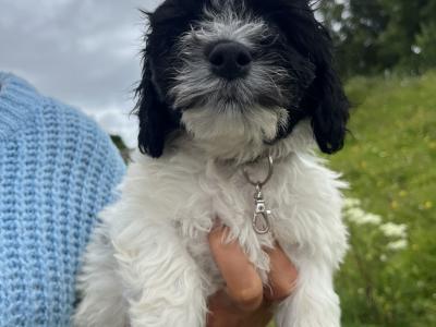 Beautiful Springer Spaniel x Bichon Frise Puppies
