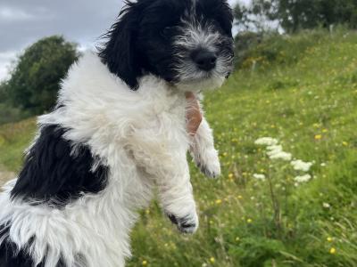 Beautiful Springer Spaniel x Bichon Frise Puppies