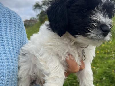 Beautiful Springer Spaniel x Bichon Frise Puppies