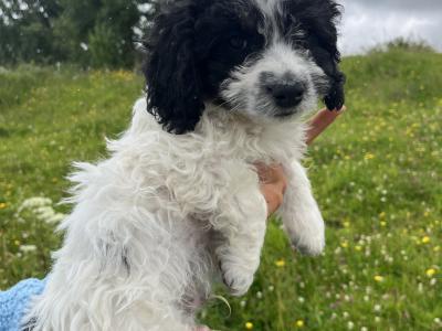 Beautiful Springer Spaniel x Bichon Frise Puppies