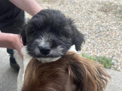 Beautiful Springer Spaniel x Bichon Frise Puppies
