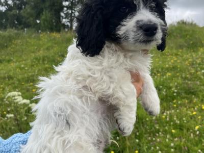 Beautiful Springer Spaniel x Bichon Frise Puppies