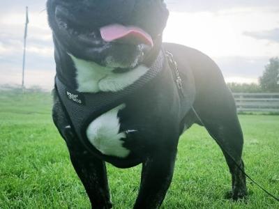 Gorgeous Muscular Male French Bulldog
