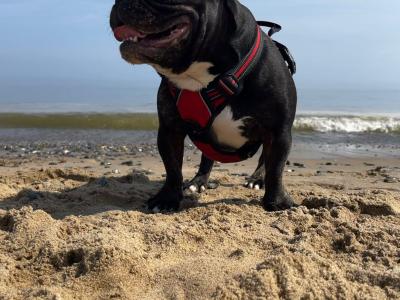 Gorgeous Muscular Male French Bulldog