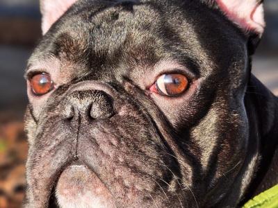 Gorgeous Muscular Male French Bulldog