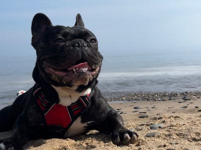 Gorgeous Muscular Male French Bulldog