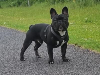 Gorgeous Muscular Male French Bulldog