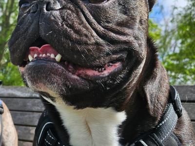 Gorgeous Muscular Male French Bulldog