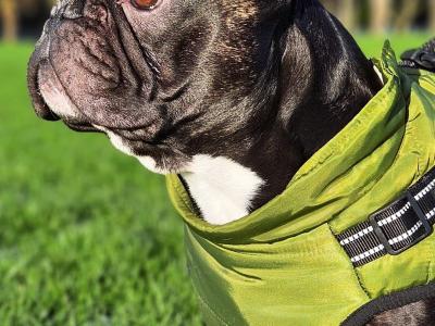 Gorgeous Muscular Male French Bulldog