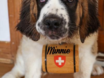 IKC Registered Long Hair St. Bernard puppies in Longford