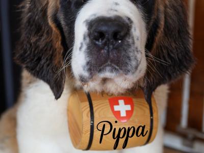 IKC Registered Long Hair St. Bernard puppies in Longford