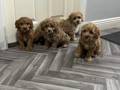 Champion health checked Cavapoo puppies 🐶