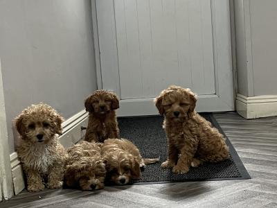 Champion health checked Cavapoo puppies 🐶
