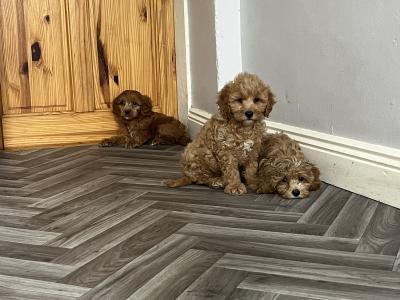 Champion health checked Cavapoo puppies 🐶