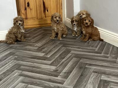 Champion health checked Cavapoo puppies 🐶