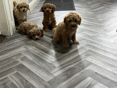 Champion health checked Cavapoo puppies 🐶