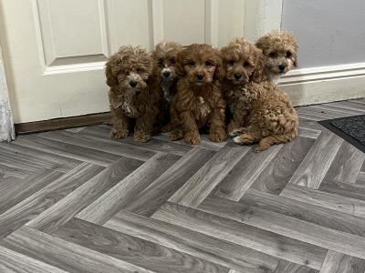 Champion health checked Cavapoo puppies 🐶