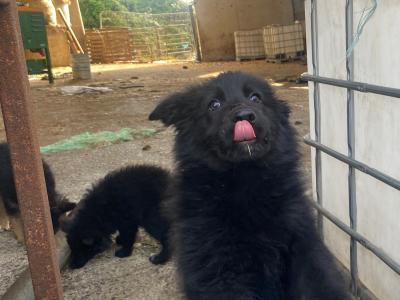 German Shepherd pups