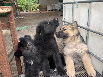 German Shepherd pups